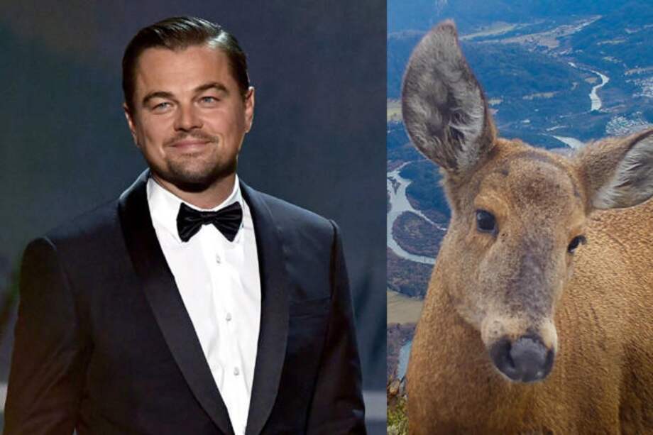 El huemul habita exclusivamente en los bosques patagónicos de Chile y Argentina.