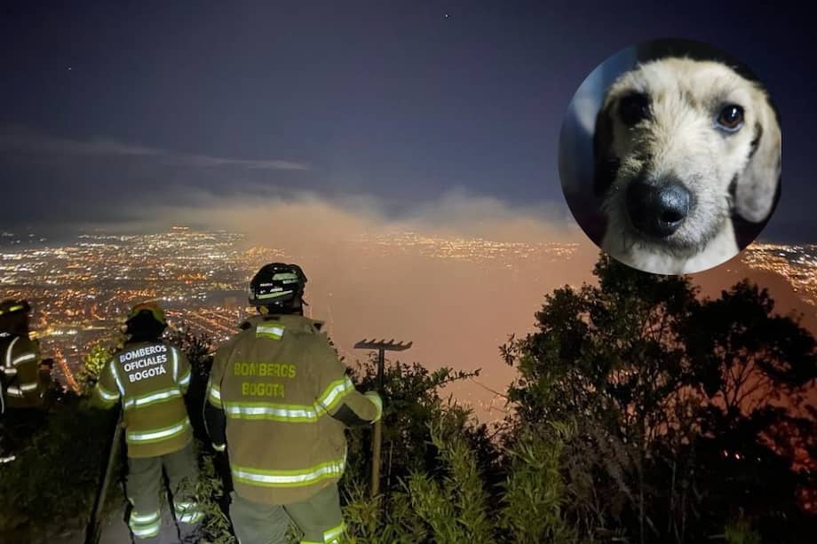 Si se encuentra en un lugar cercano a la zona de la emergencia, evite hacer paseos largos con su animal de compañía.