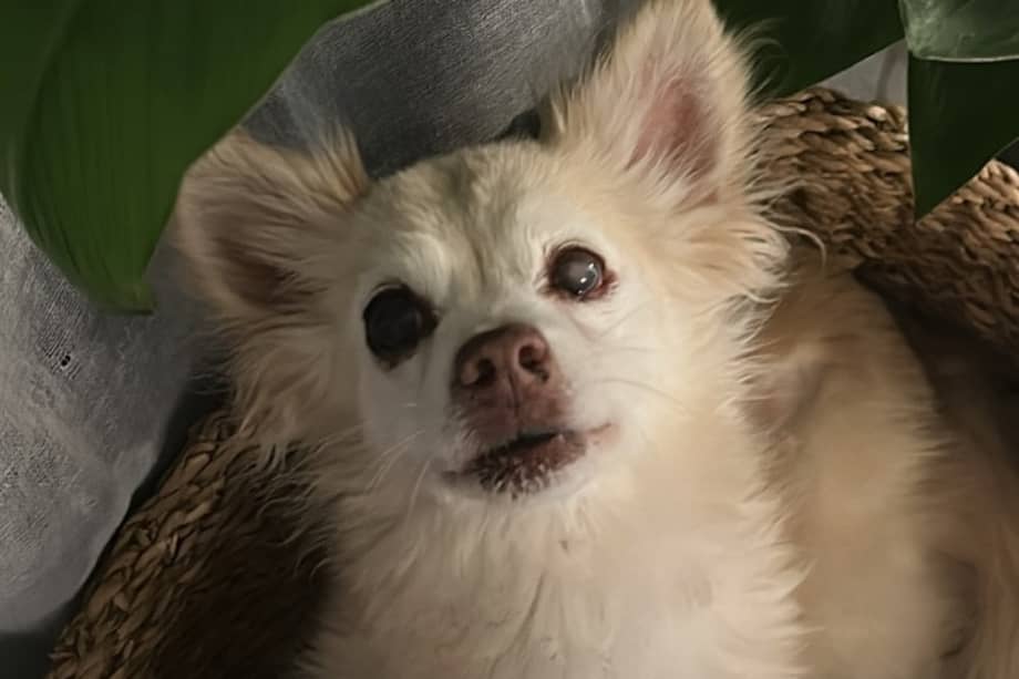 La historia de Champiñón ha tocado a cientos de personas en redes sociales.