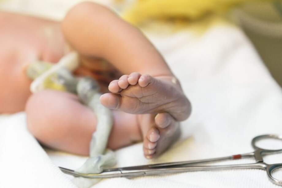 El cordón umbilical es una de las mejores fuentes de células madre hematopéyicas o sanguíneas. / Getty Images