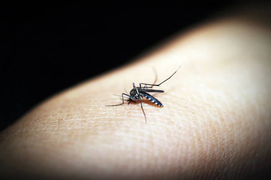 Anopheles, el mosquito transmisor de la malaria / Pixabay
