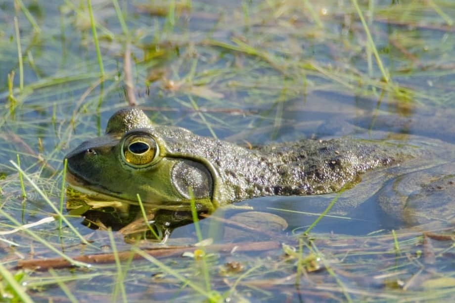 Una de las preocupaciones de los científicos es que la rana toro (en la foto) pueda ser portadora del virus e infecte a otras ranas. La rana toro es invasora y está en el país desde 1980. /Cortesía de Jenny Urbina
