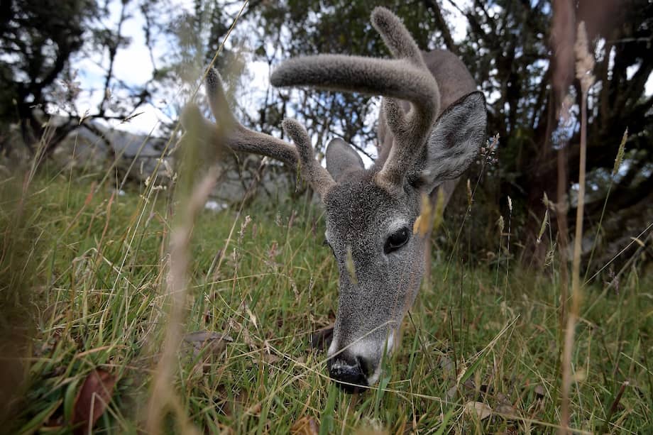Para ingresar al parque se debe usar tapabocas, lavarse las manos, mantener el distanciamiento social de dos metros y seguir todas las instrucciones que brinden los guardaparques.