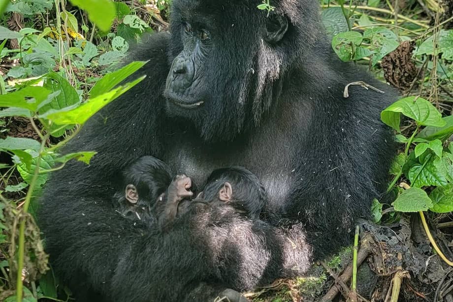 Los gorilas de montaña son una subespecie de la que solo quedan dos poblaciones en libertad. Una de ellas se encuentra en África Central, en donde se dio el nacimiento.