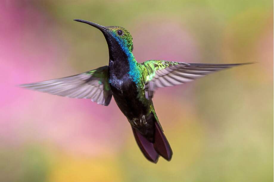 Las especies de colibrí de diferentes tamaños y formas tienen distintas capacidades de maniobra /