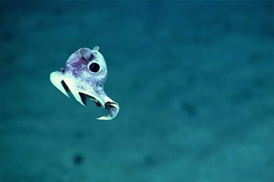 NOAA - Quartz / NOAA - Quartz