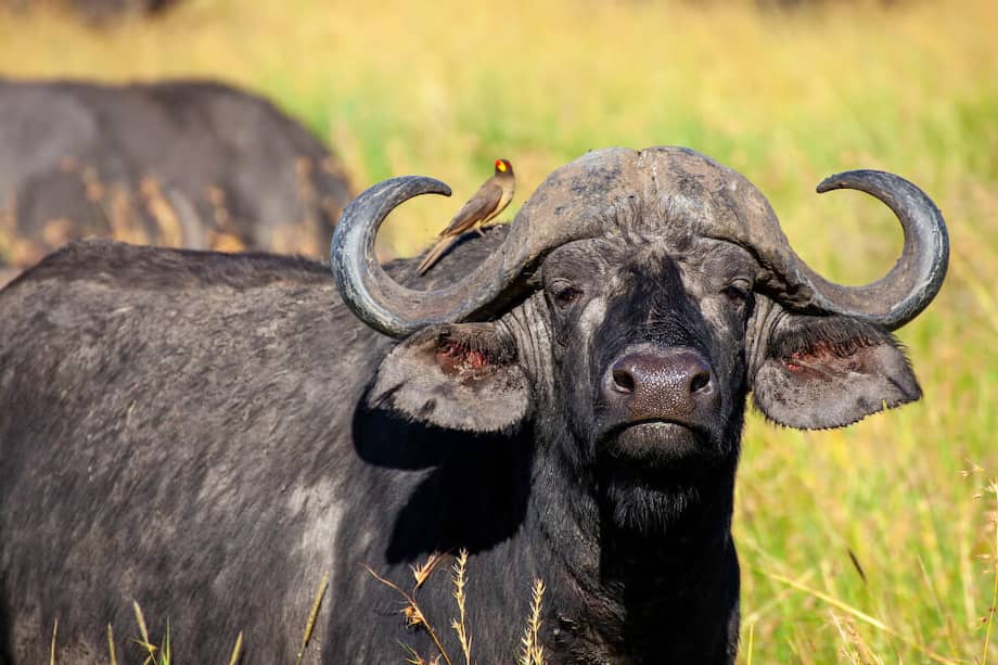 Zimbabue alberga una saludable población de búfalos, calculada en cientos de miles de ejemplares. / Pixabay