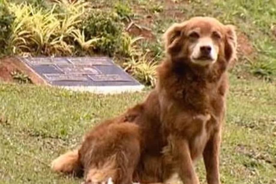 Bob fue un perro que tras la muerte de su tutora en 2011 en la localidad de Taboão da Serra, en Brasill, se instaló en el cementerio y permaneció allí sin apartarse de su tumba.