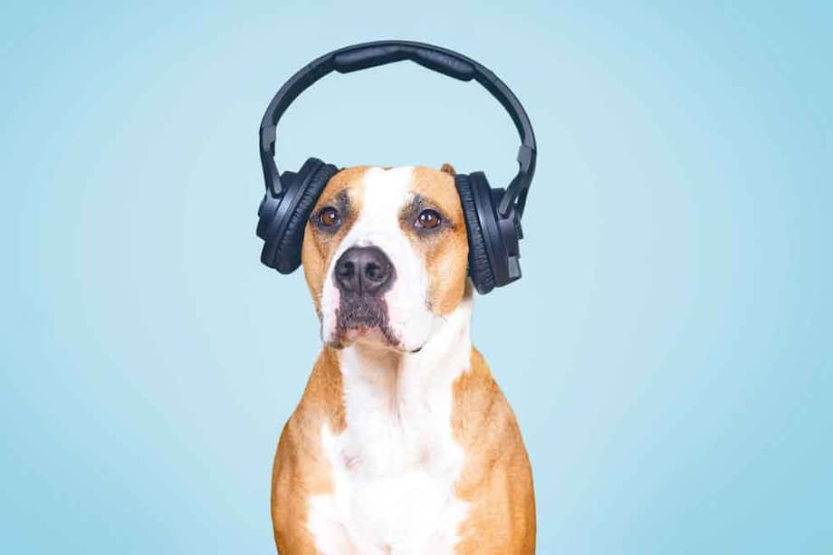 Existe el mito de que si acariciamos o consolamos a una mascota que tiene miedo, estamos "premiando" y reforzando ese miedo.