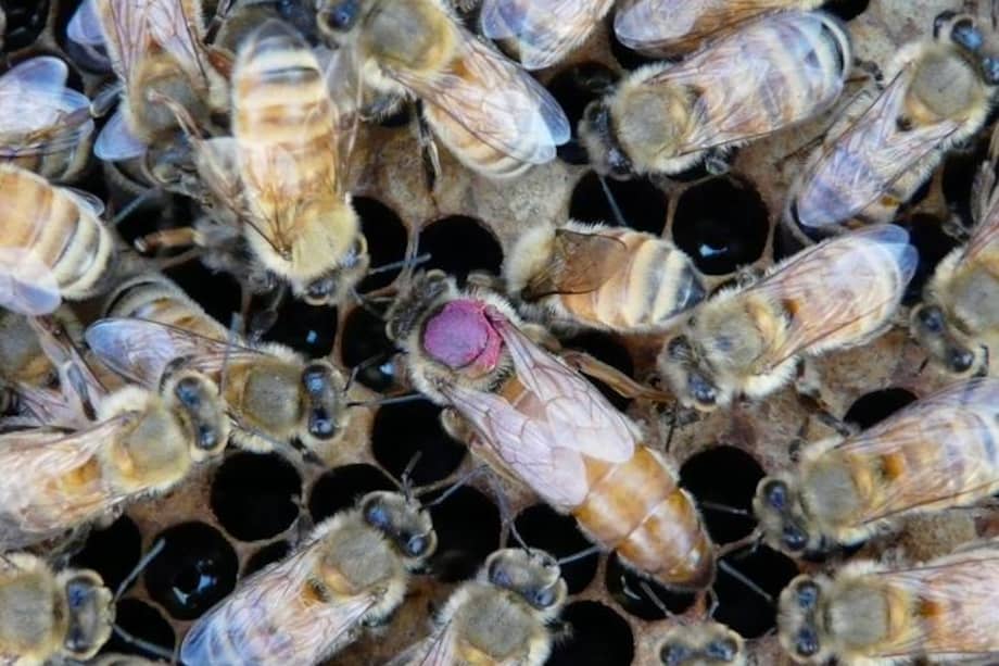 Una reina de las abejas melíferas rodeada de su séquito, que es un grupo en constante cambio de abejas obreras encargadas de su cuidado, alimentación y protección. A las reinas se les aplica una marca de color fucsia para facilitar su identificación.