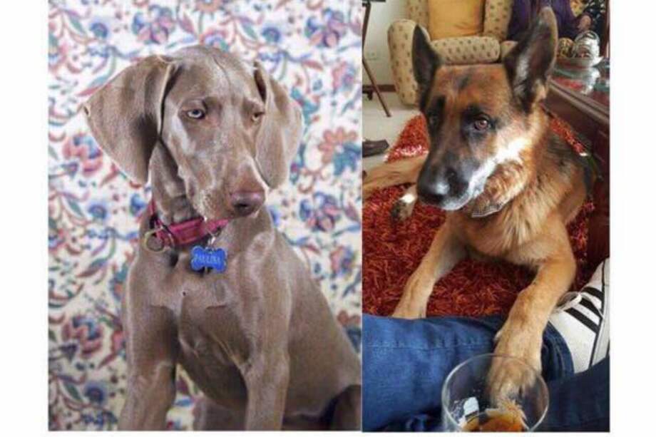 "Paulina" y "Jagger" son buscados en los municipios de Chía, Cajicá, Briceño y Sopó (Cundinamarca). / Archivo particular