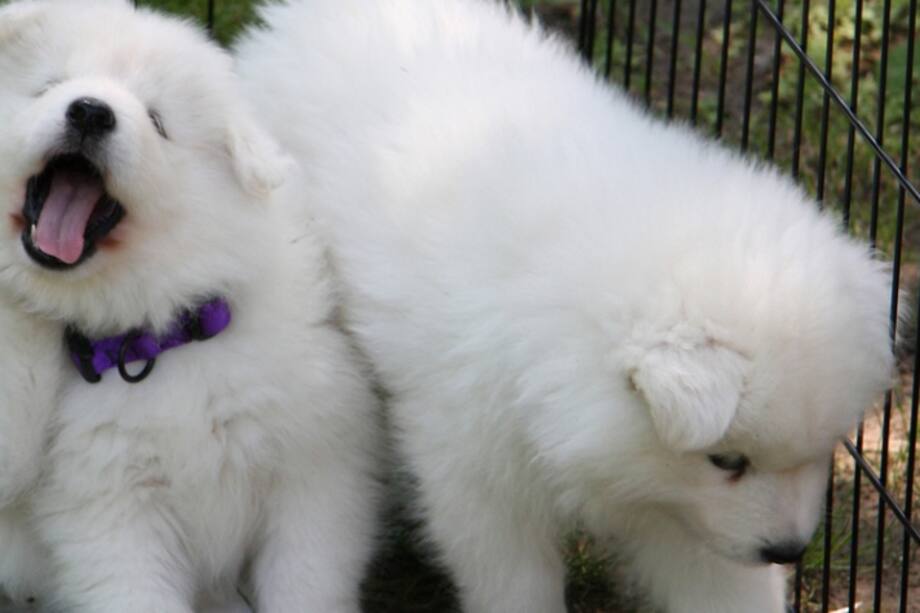 ¡Las mascotas no son una moda! Decálogo del adoptante responsable