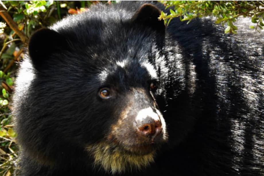 El oso de anteojos es una especie sombrilla. Su conservación beneficia la protección del páramo, de los bosques de niebla y de decenas de especies que habitan estos ecosistemas.