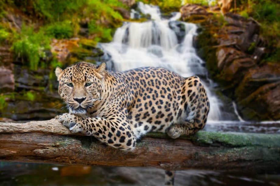 En Colombia, si no se toman medidas urgentes el jaguar podría extinguirse en diez años. Archivo