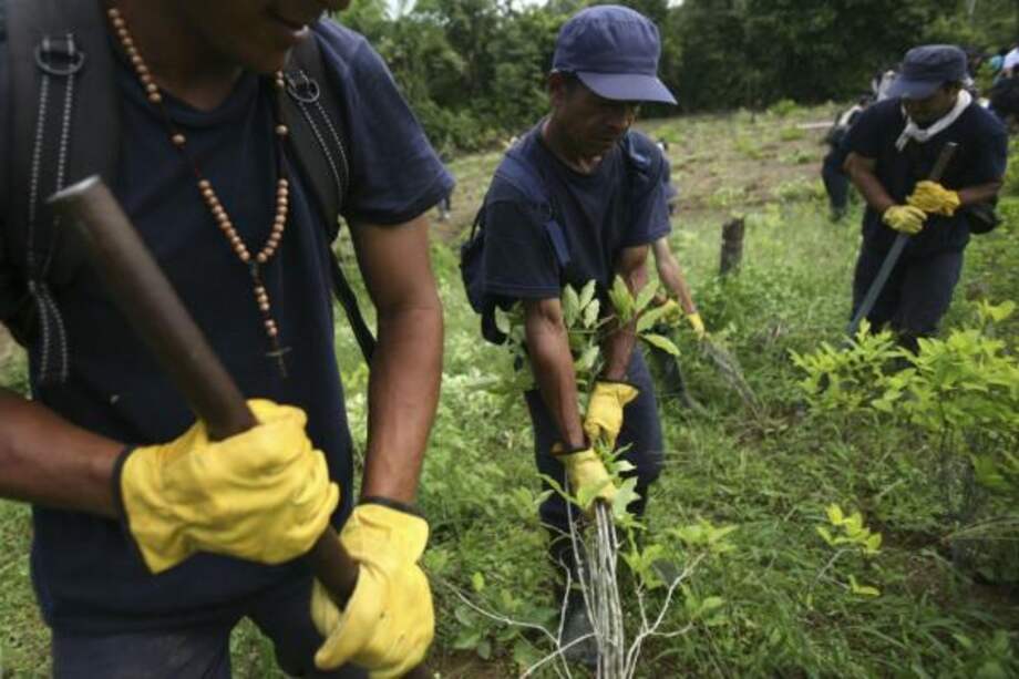 El Sistema Integrado de Monitoreo de Cultivos Ilícitos de las Naciones Unidos han registrado el aumento de cultivos de coca en el país desde 2001. / Reuters