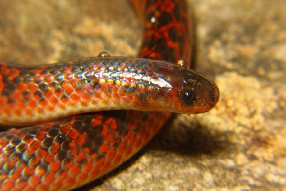 Atractus spinalis, es el nombre que recibe científicamente esta nueva especie.