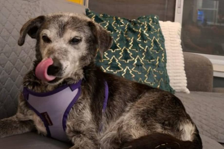 El caso de Pepita reabrió el debate sobre el abandono de perros mayores y la importancia de la adopción responsable.