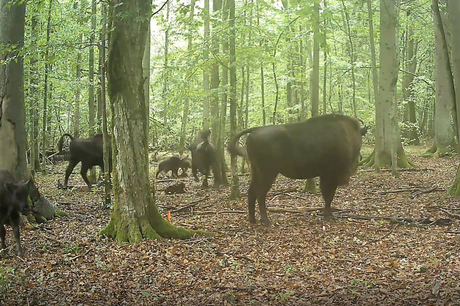 Captura de parte del video de la investigación publicada en "Ecology and Evolution".