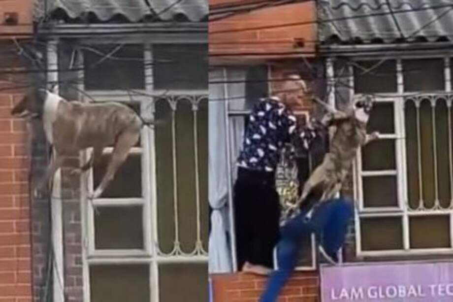 El perro quedó atrapado en los cables, al parecer, por perseguir a un gato.