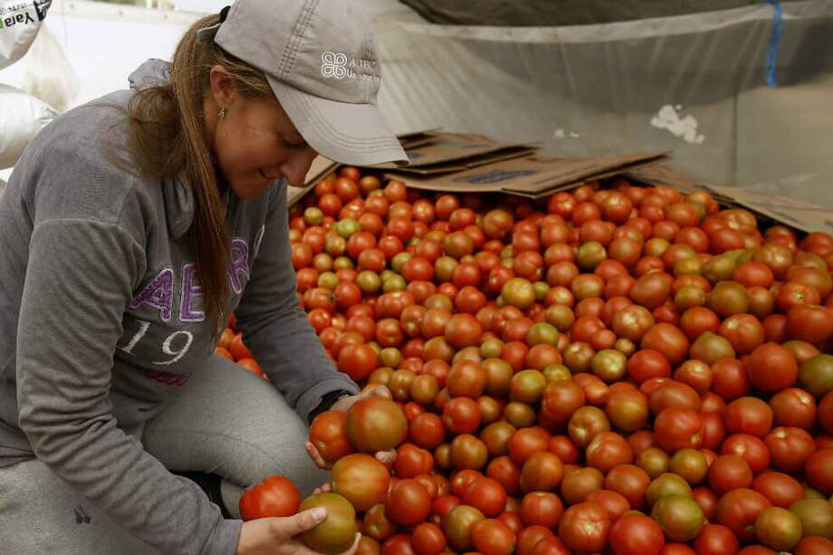 Entre plantas de tomate camina Gloria María Ramírez Ramírez, una joven campesina que tomó el liderazgo de su finca familiar, ubicada en el noroeste de Colombia. / EFE / LUIS EDUARDO NORIEGA A.