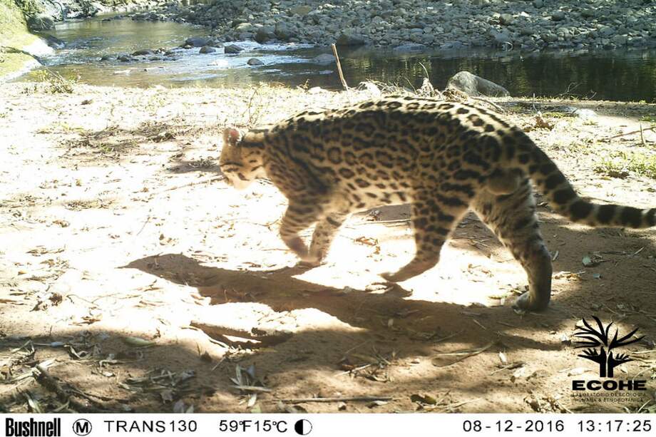 Un ocelote (Leopardus pardalis) / Juliano Bogoni