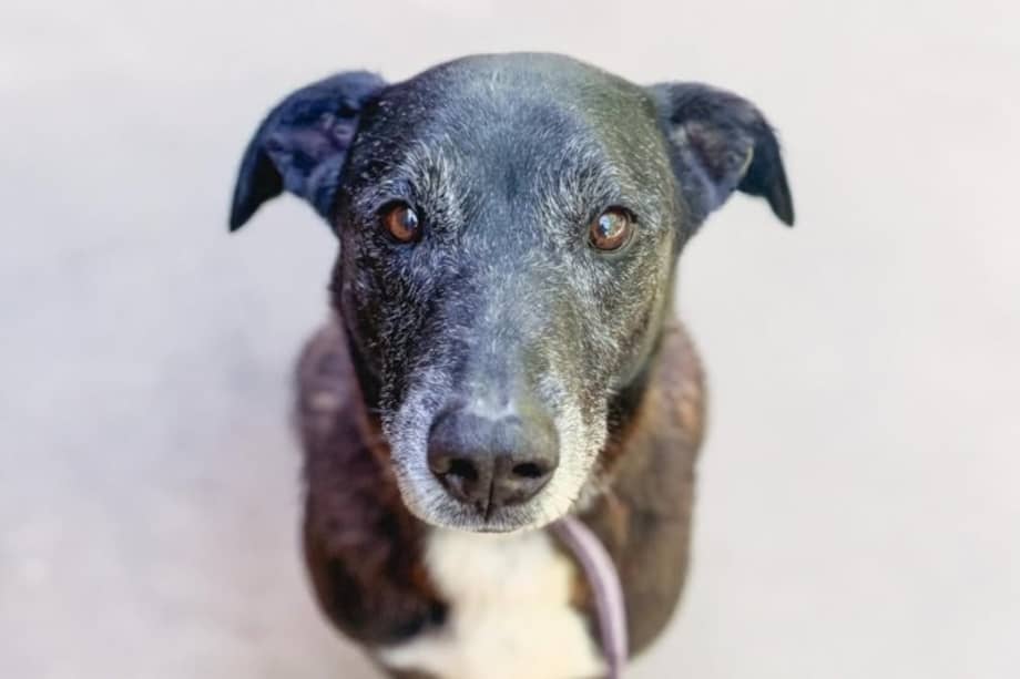 Largo es un perrito de pelaje negro, tranquilo e ideal para cualquier hogar.