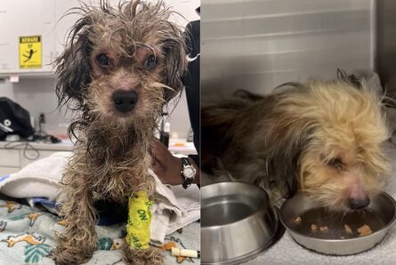 “Estaba empapado de aceite de motor”: perrito lucha por su vida tras ser rescatado