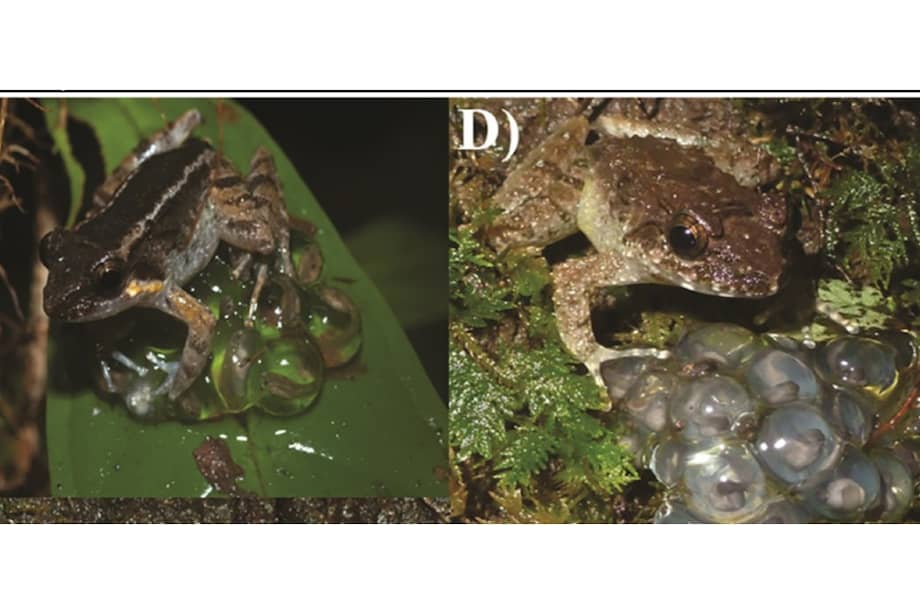 En el estudio explican que, tras varios meses, comenzaron a ver los individuos de las ranas al lado de los huevos.
