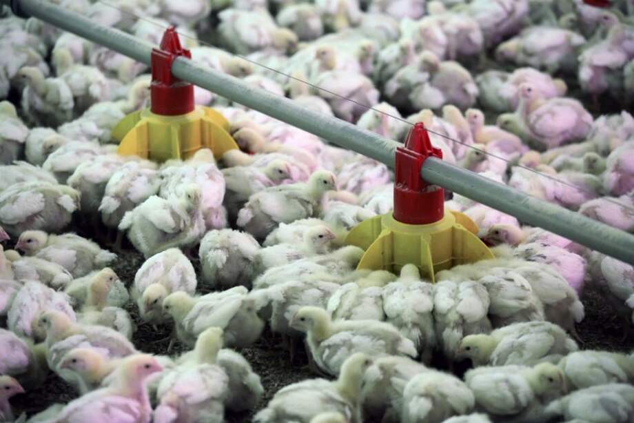 El pollo es una de las principales importaciones de Cuba. / Bloomberg News