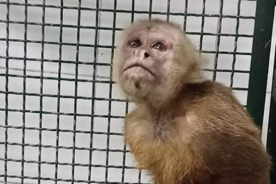 El animal estaba bajo la posesión de una familia que lo mantenía enjaulado.