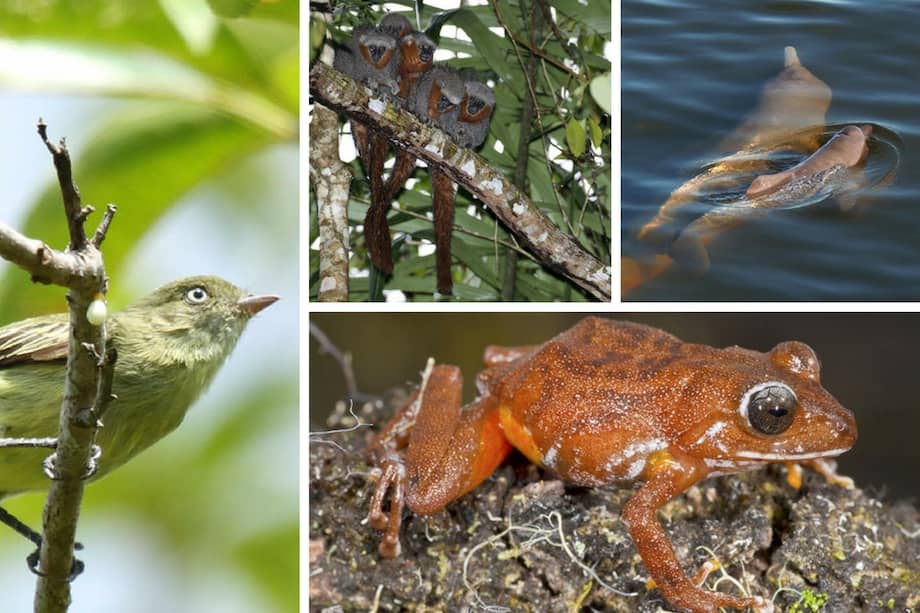 Cada dos días, científicos hicieron un descubrimiento en la Amazonia durante 24 meses, la tasa más rápida de este siglo. / Fotografías de Nueva Especie de Vertebrados y Plantas en la Amazonia 2014-2015, hecho por WWF-Instituto Mamirauá. Tomado de worldwildlife.org