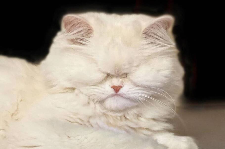 Moet, la gata ciega, conquista las redes sociales.