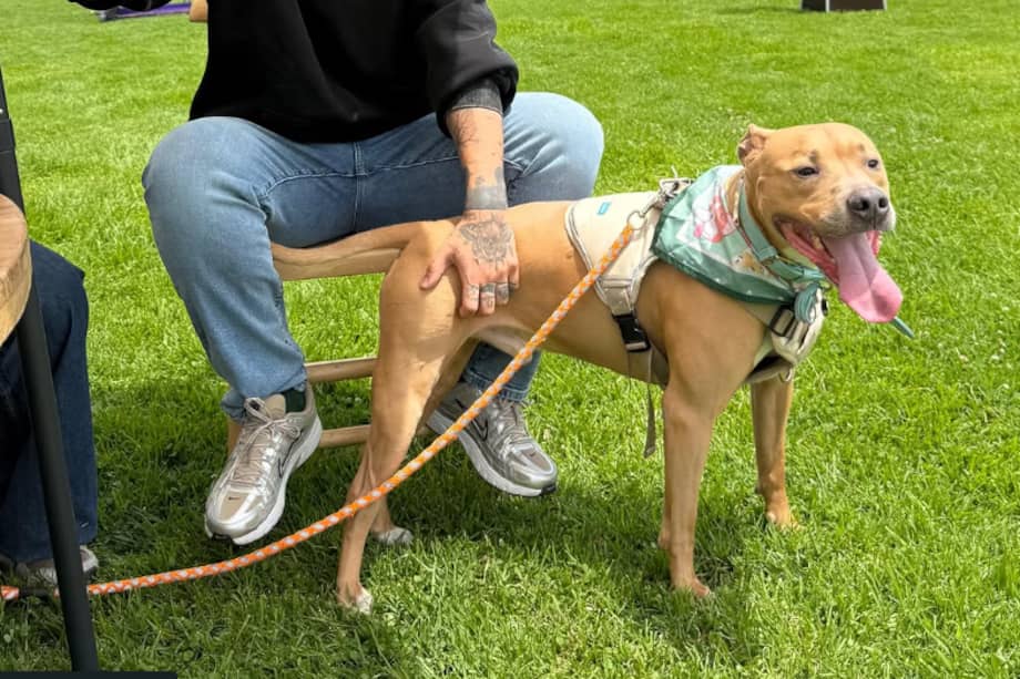 Magnus, pitbull que venció el cancer