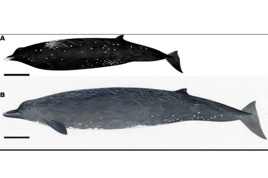 Ilustración de la especie Berardius minimus (la ballena negra) y la Berardius Bairdii (ballenas con aspecto picudo).
/ Yoshimi Watanabe, Museo Nacional de Naturaleza y Ciencia