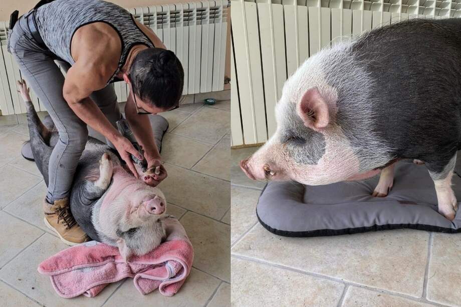 Carole Germain limpiando las uñas de un cerdo.