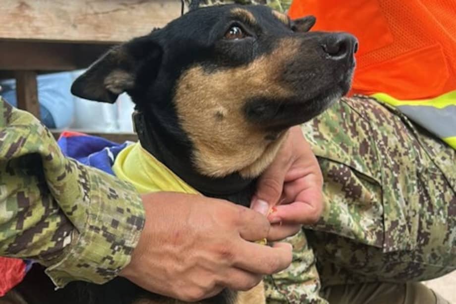 La perrita fue bautizada como Fénix por los rescatistas, quienes destacaron su historia de supervivencia tras ser encontrada entre los escombros.