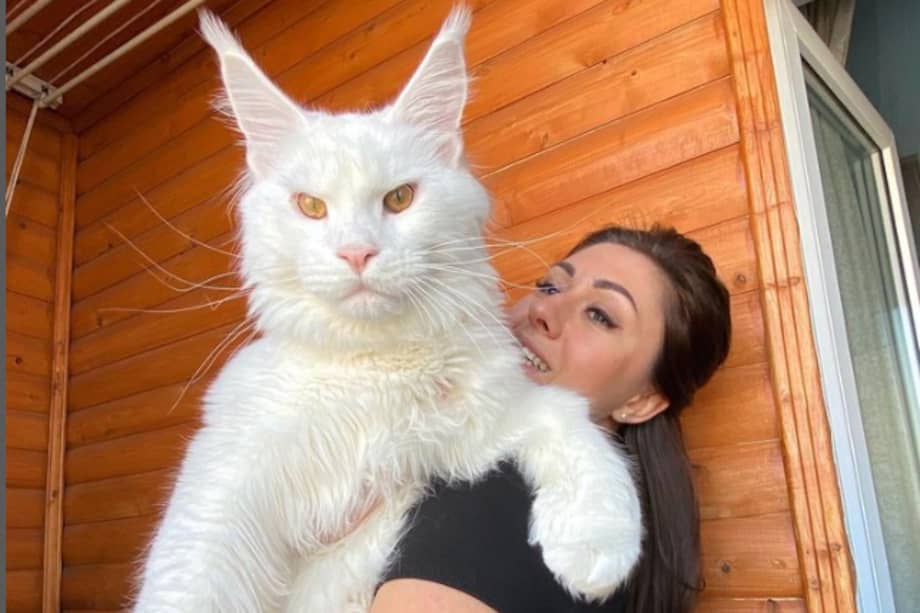 Kéfir, un gato de 22 meses, con su dueña Yuliya Minina en Stary Oskol, Rusia.