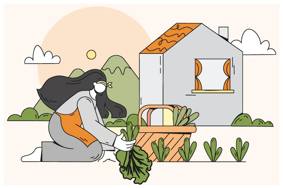 ¿Qué plantas puede cosechar de manera rápida en su huerta?