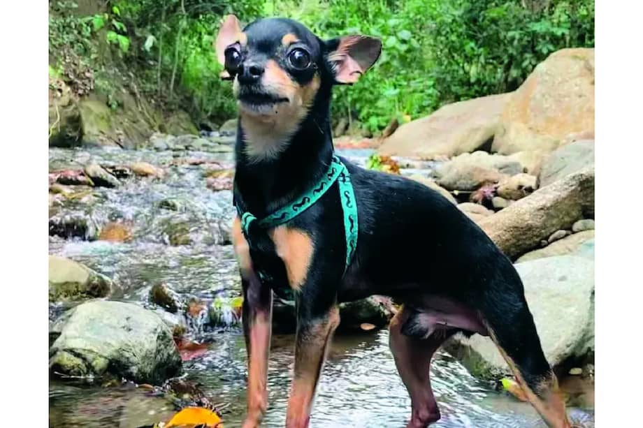 Hoy, con 12 años, Marcelo sigue siendo un perro lleno de carácter.