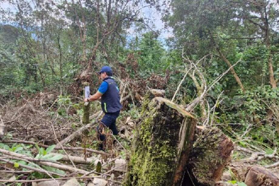 Fue la misma comunidad del sector la que alertó a la Corporación Autónoma Regional (CAR) de Cundinamarca sobre la tala de más de 40 árboles nativos en zona rural del municipio de Albán, hecha con el fin de crear una vía que permitiera un atajo para el paso de vehículos para lograr esquivar el pago del peaje Jalisco.