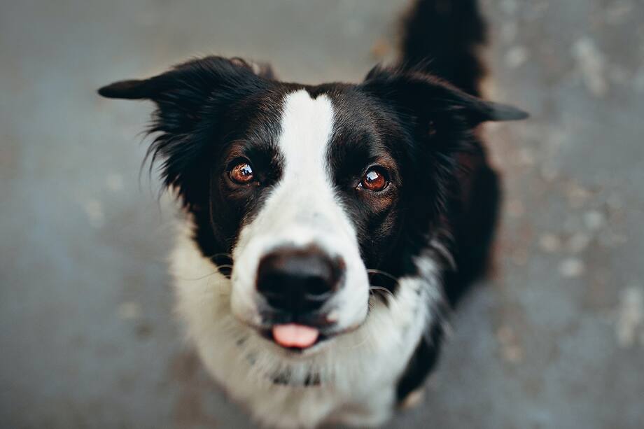 Border Collie