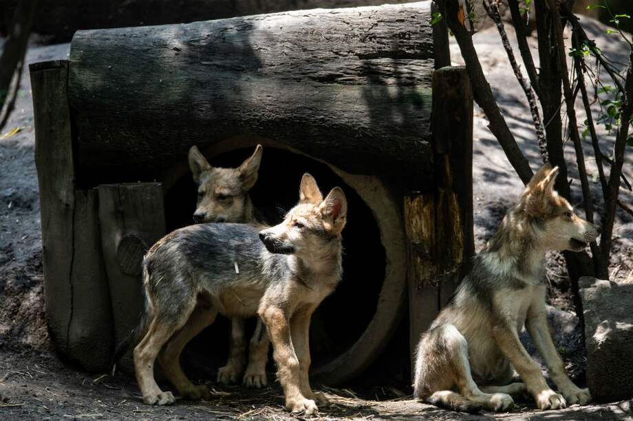 Los lobitos, de tres meses, hacen parte de una especie de la que apenas quedan 350 individuos. / Ronaldo SCHEMIDT / AFP