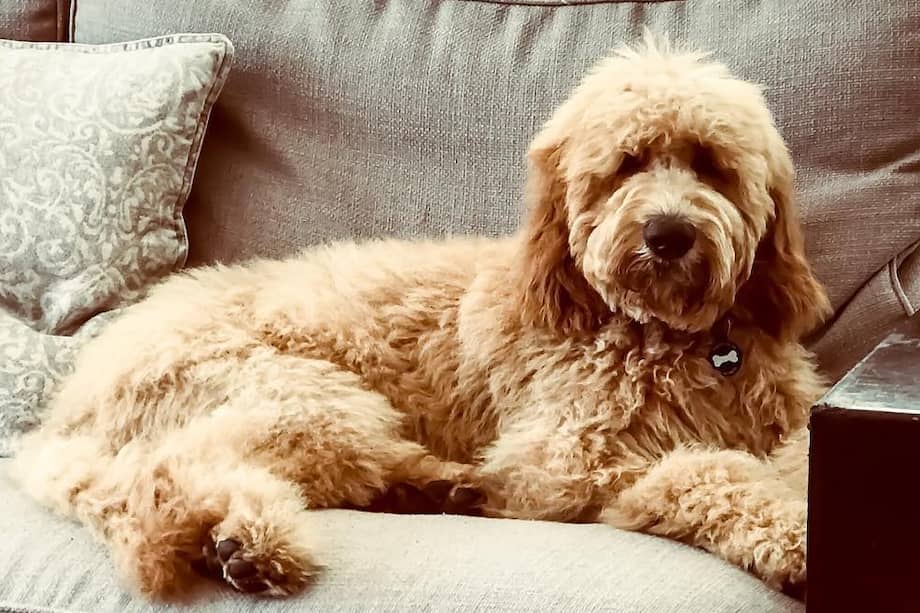 Él es Pluto, el goldendoodle de Juanes y Karen Martínez.