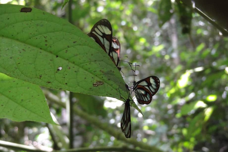 En Colombia hay unas 4.000 especies de mariposas.