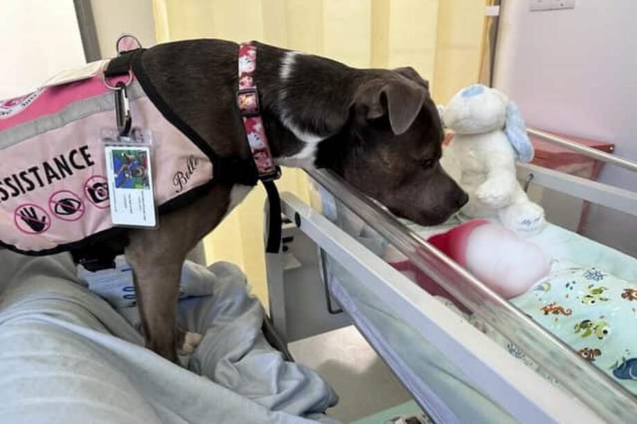 Belle ha sido galardonada como la 'Mascota del año' 2023 de Vet Now.