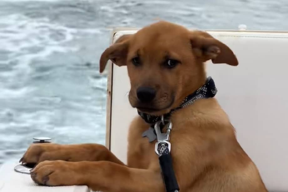 Especialistas en rescate animal señalan que los perros que han vivido situaciones de abuso o negligencia suelen enfrentar un proceso de adaptación complejo al llegar a un nuevo hogar.