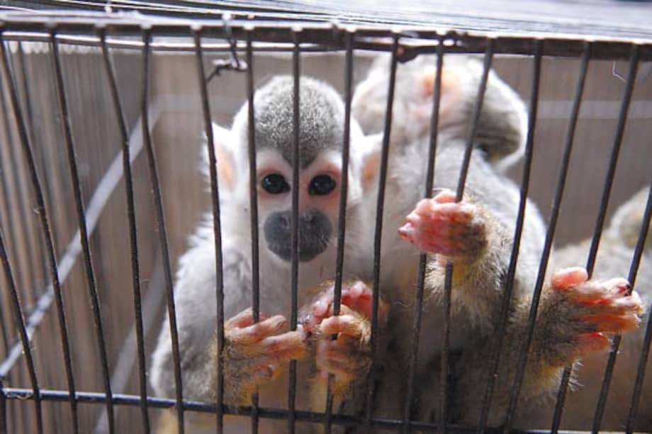 Nuevos ricos del Sudeste Asiático estimulan el tráfico ilegal de animales