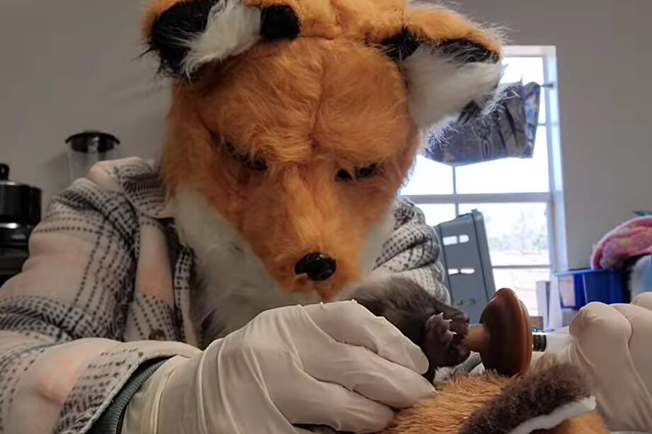 El personal del centro de vida silvestre utiliza turnos para alimentar a la cría, siempre usando la máscara de zorro.