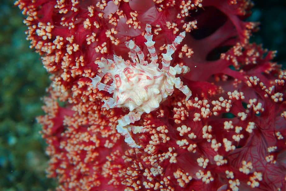 Tomada de Pixabay/Referencia