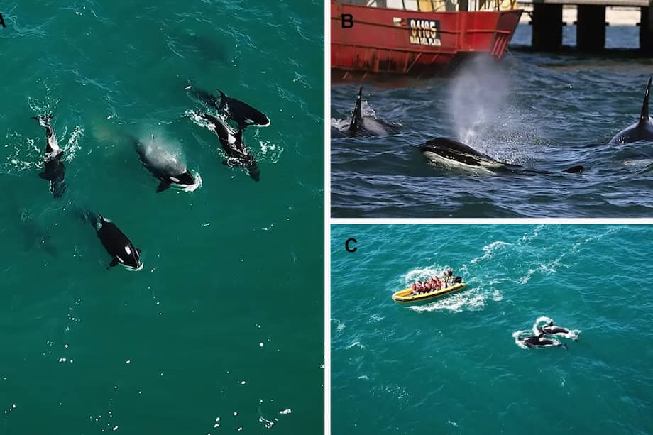 Grupo de orcas compuesto por ocho individuos (siete adultos y una cría) entrando en la bahía. (A, C) Franco Dorini; (B) Walter Castro Velis.